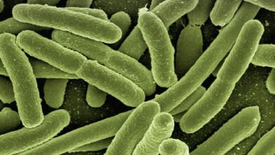 FDA وEverything Sprouts: لا تقارير حالات مرتبطة بالدفعات حتى الآن