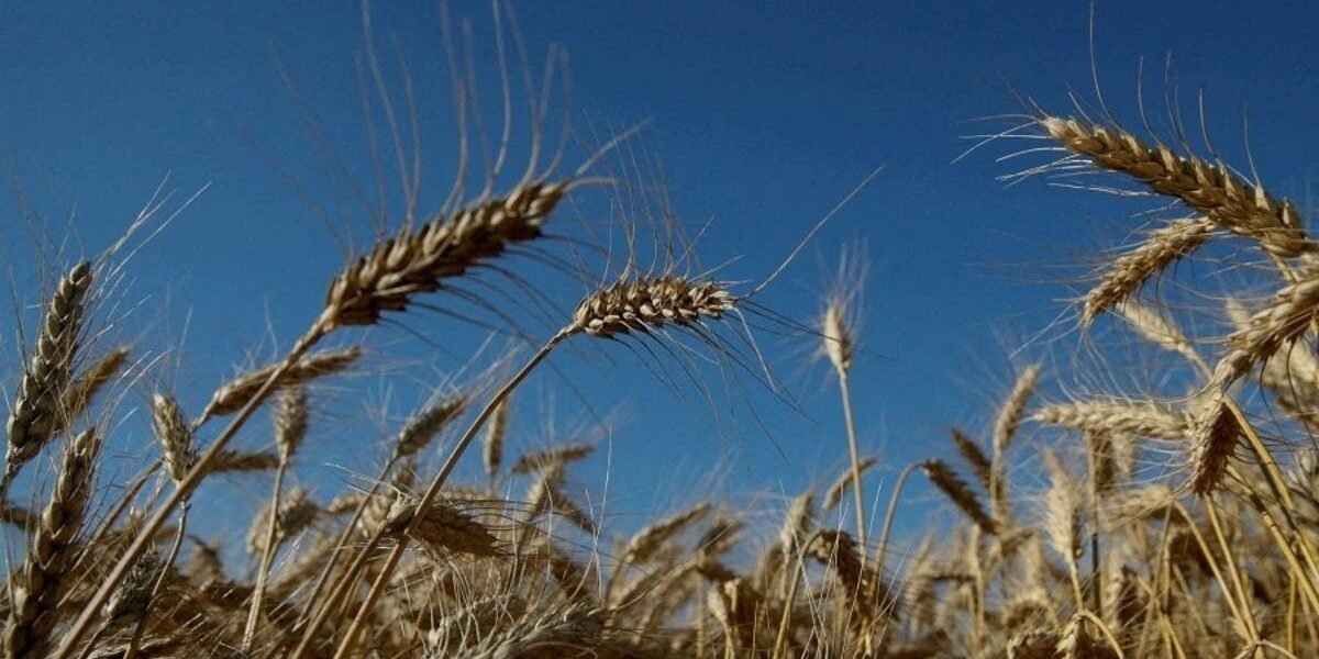 تبادل الاتهامات بين روسيا و الغرب حول أزمة الحبوب